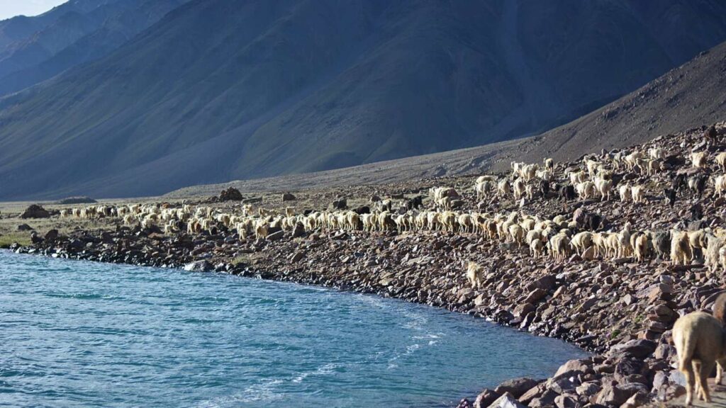 Chandratal Camping Guide_ Best Camps, Rules, Distance from the Lake, What to Carry